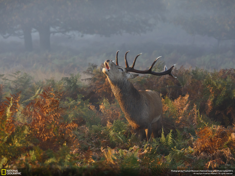 Illustration for article titled The Winning Images From National Geographic's 2014 Photo Contest